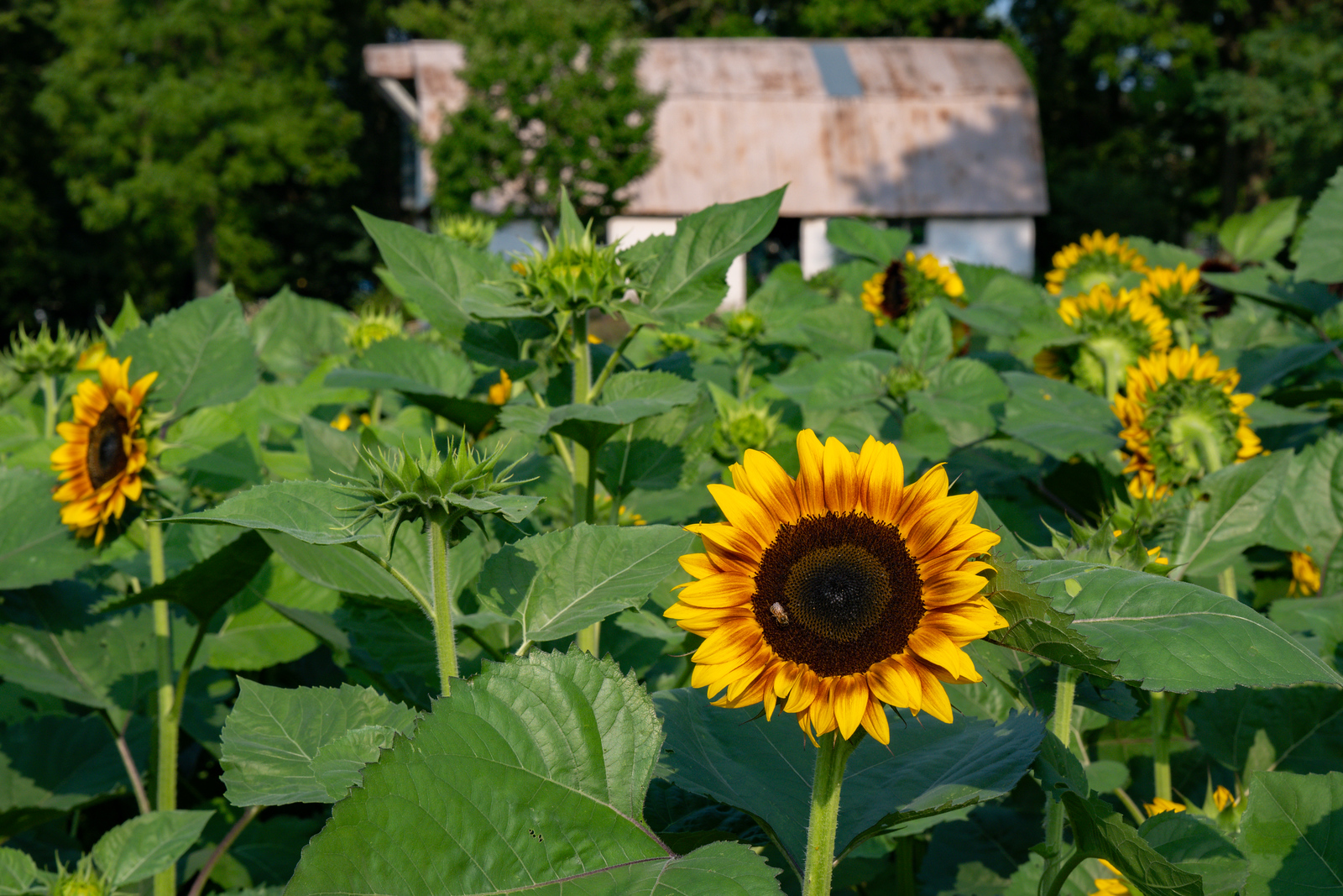 Anderson Orchard Mooresville Indiana U-Pick Sunflowers