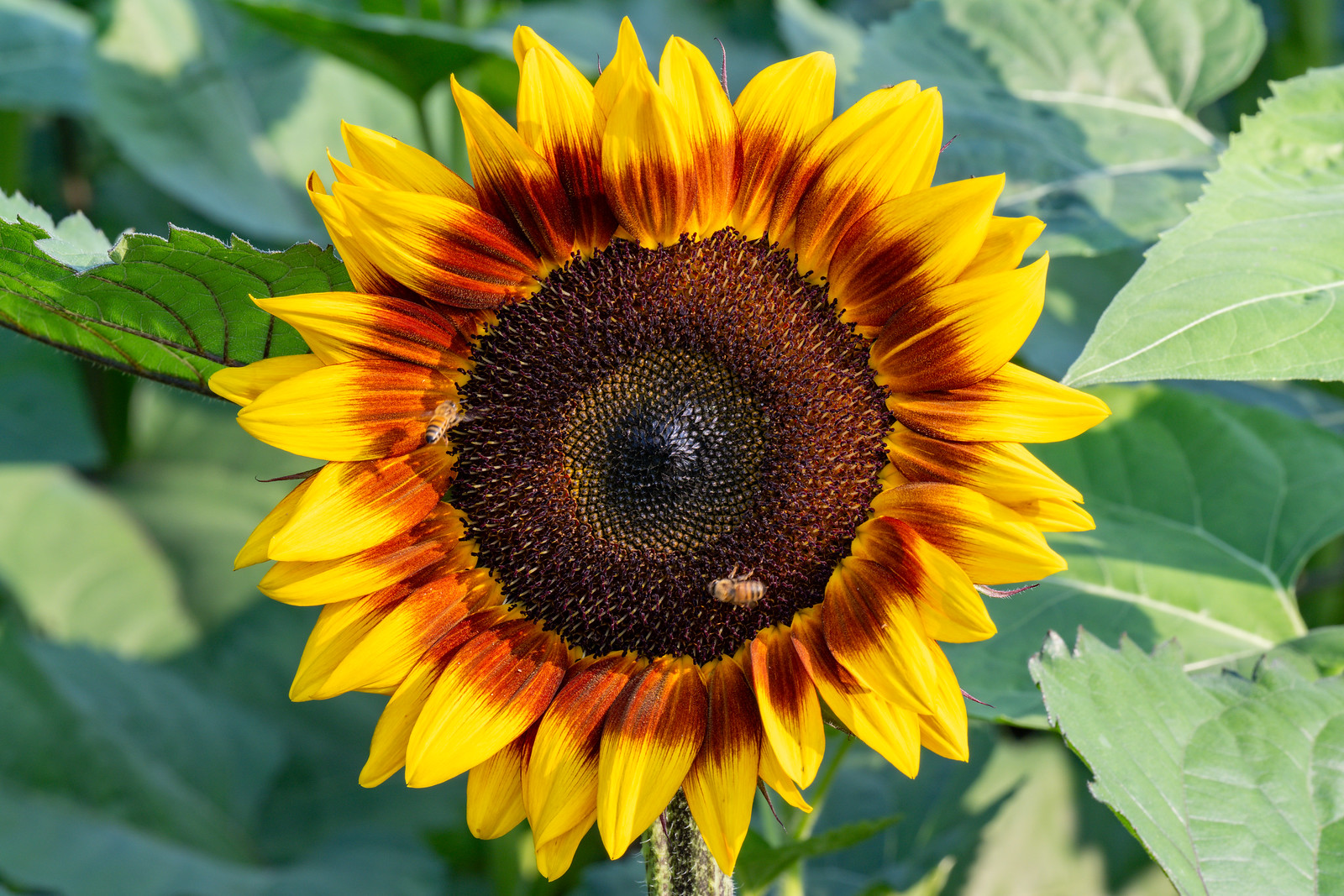 Anderson Orchard Mooresville Indiana U-Pick Sunflowers