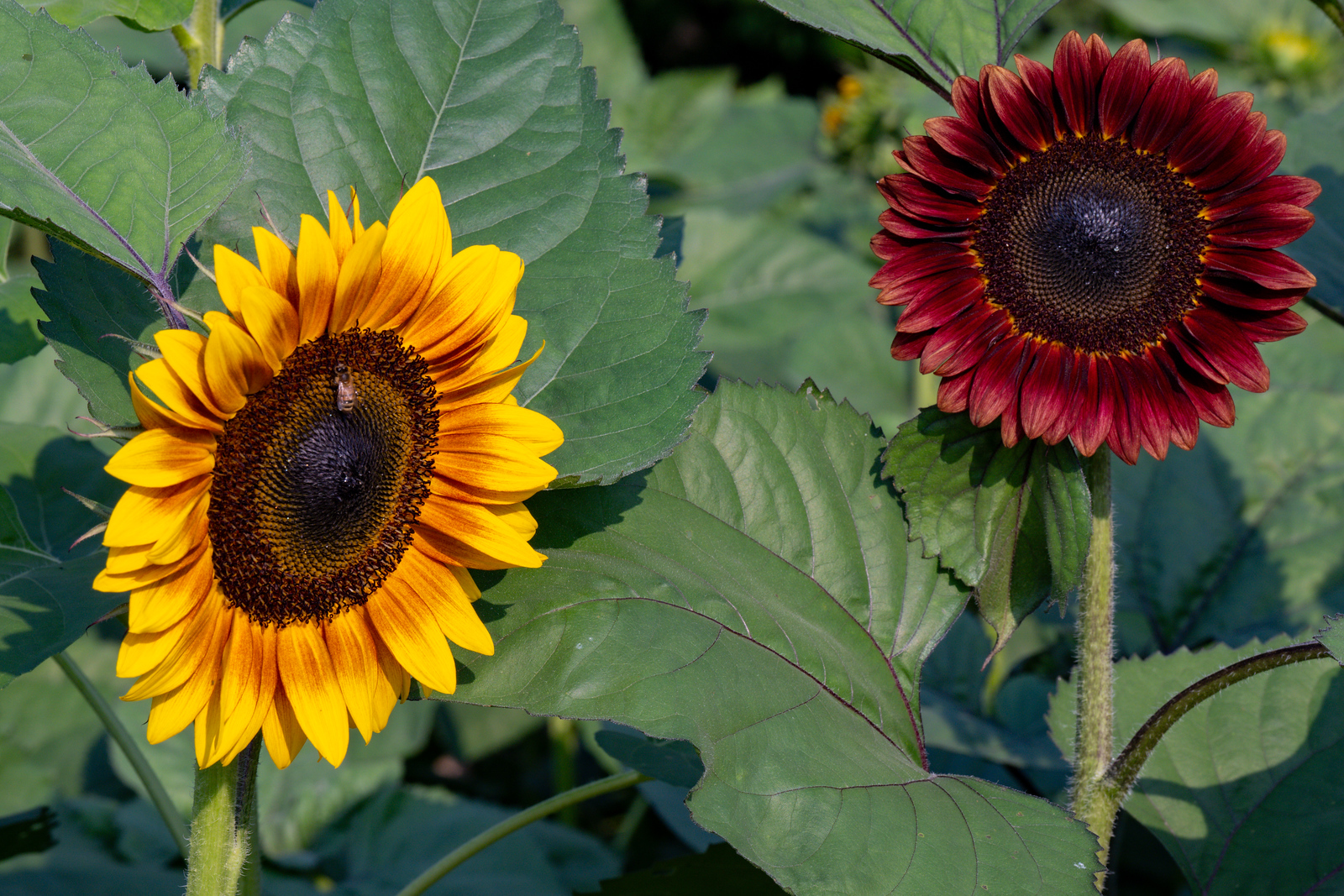 Anderson Orchard Mooresville Indiana U-Pick Sunflowers