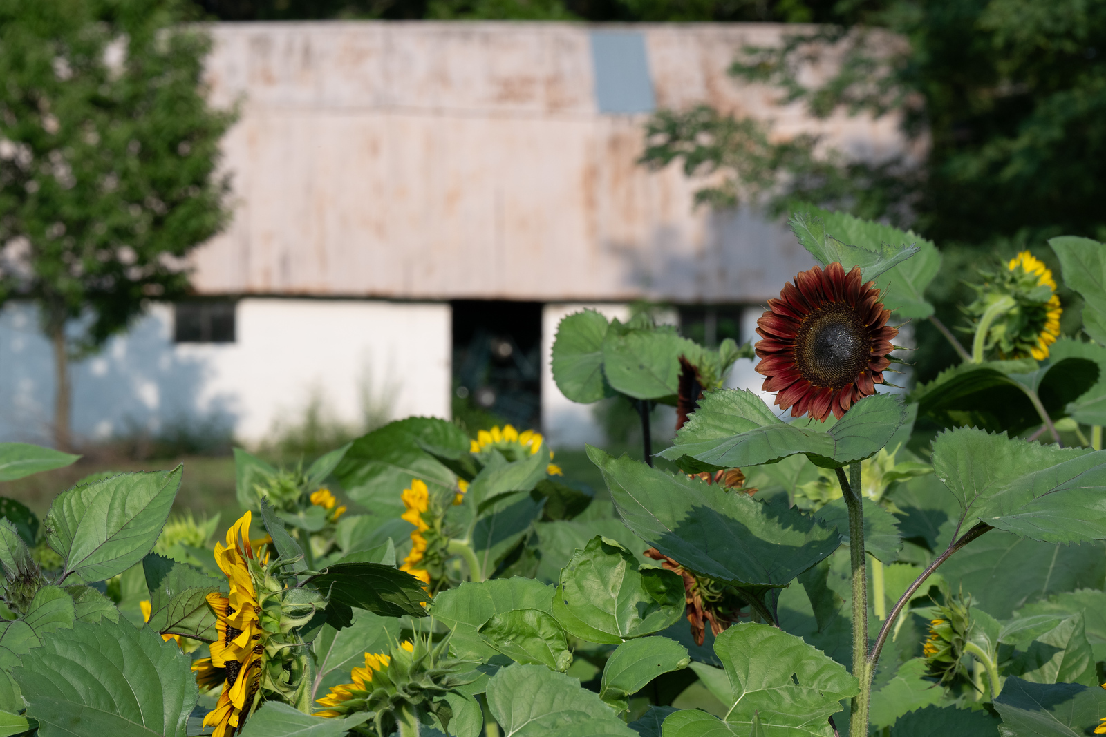 Anderson Orchard Mooresville Indiana U-Pick Sunflowers