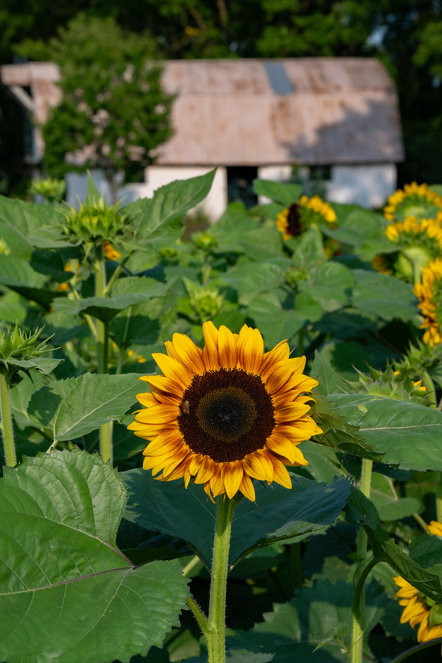 Anderson Orchard Mooresville Indiana U-Pick Sunflowers