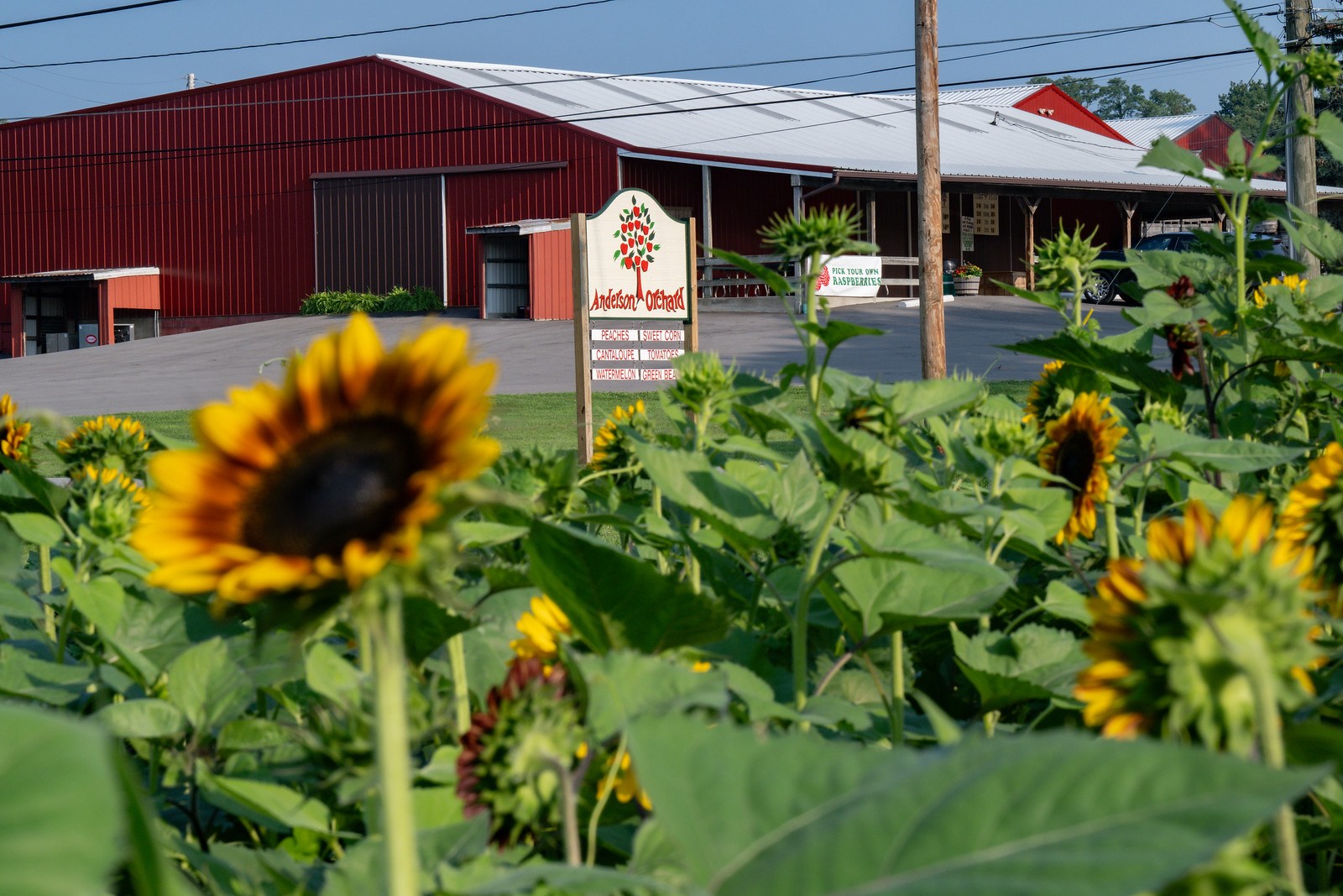 Anderson Orchard Mooresville Indiana U-Pick Sunflowers