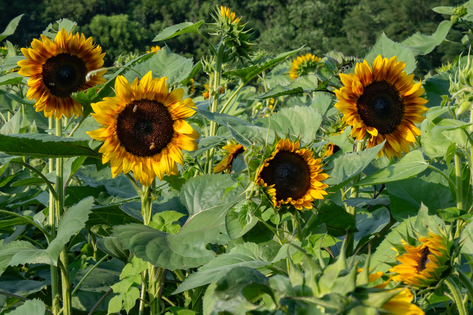 Anderson Orchard Mooresville Indiana U-Pick Sunflowers