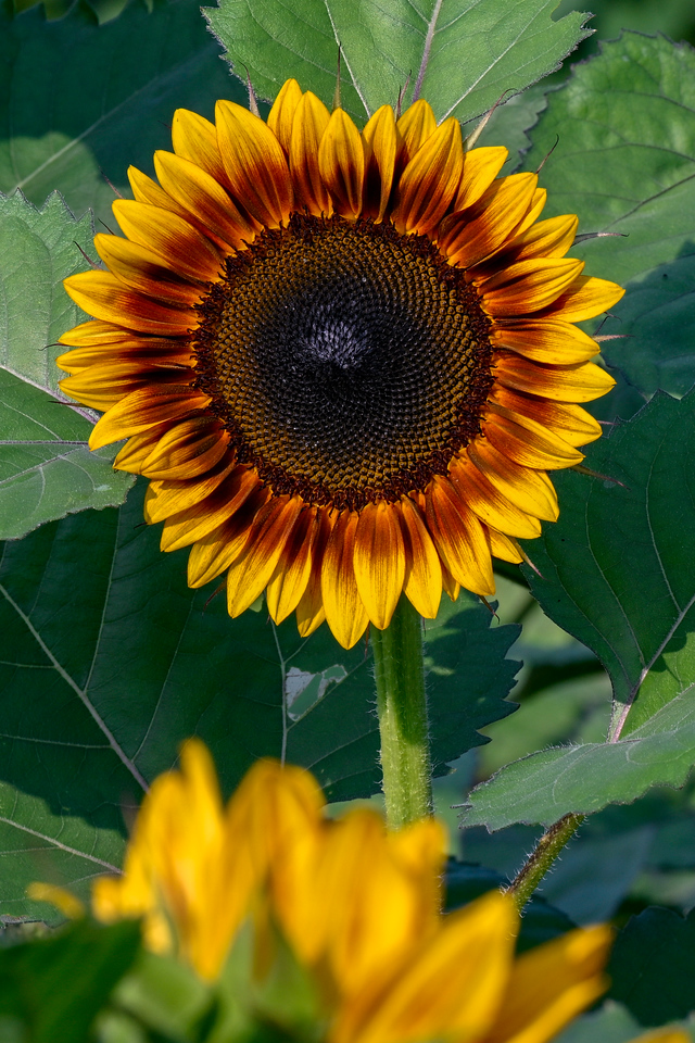 Anderson Orchard Mooresville Indiana U-Pick Sunflowers