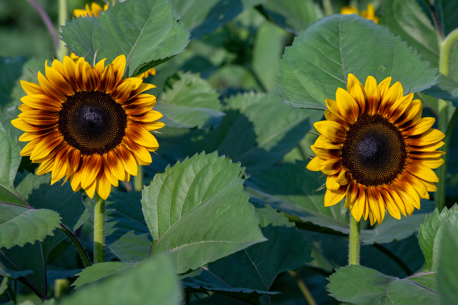 Anderson Orchard Mooresville Indiana U-Pick Sunflowers