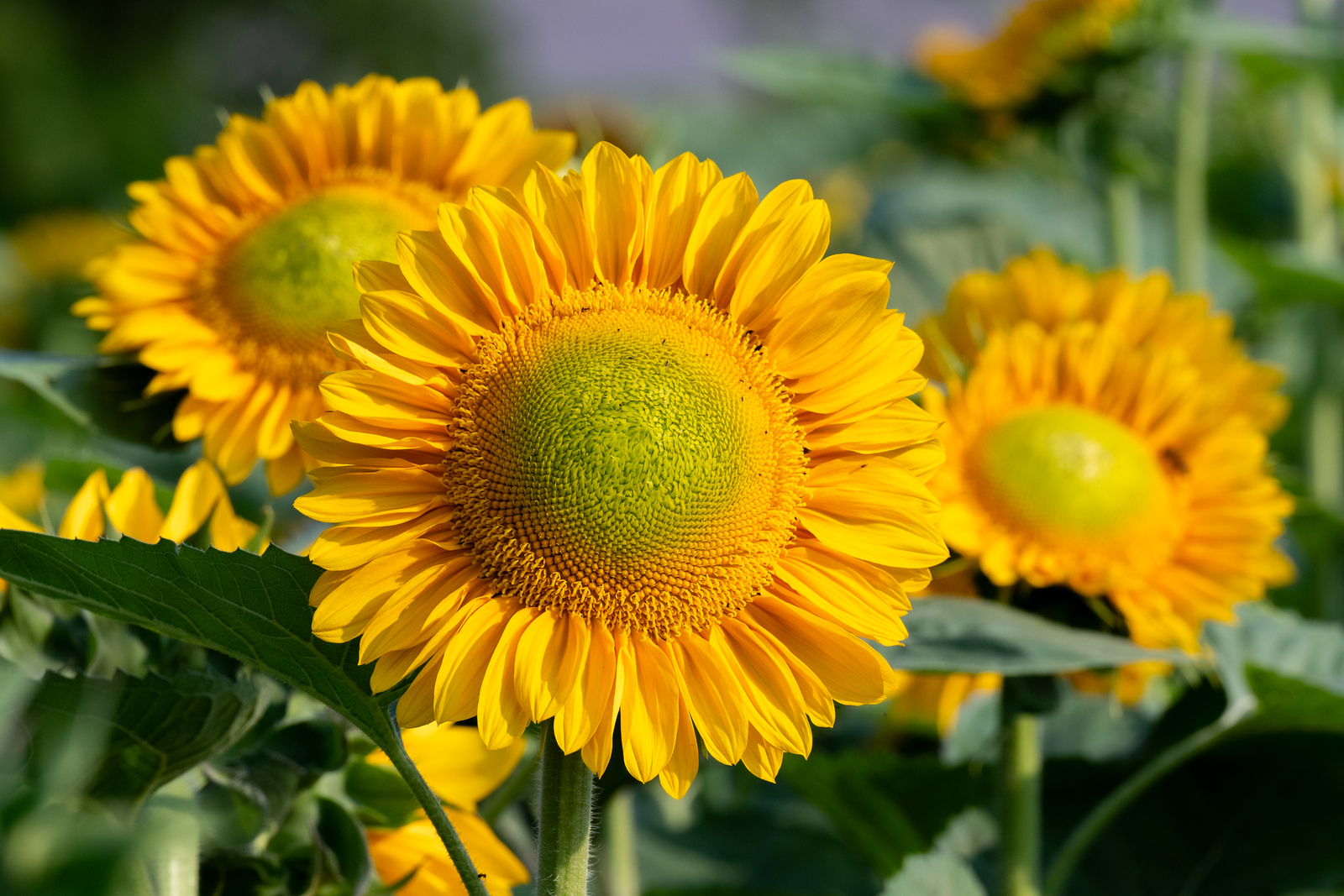 Anderson Orchard Mooresville Indiana U-Pick Sunflowers