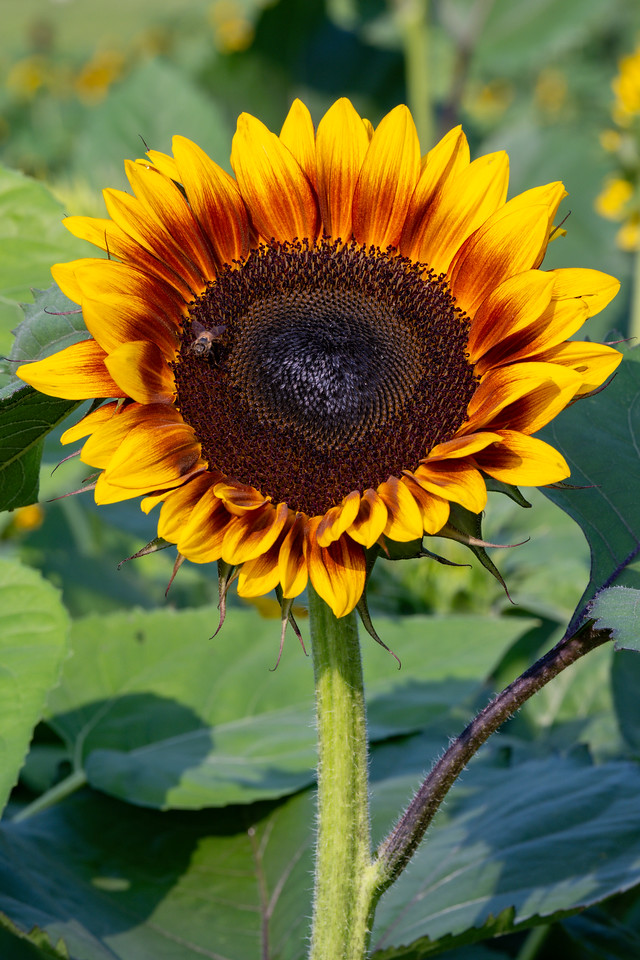 Anderson Orchard Mooresville Indiana U-Pick Sunflowers